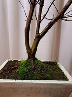 Japanse esdoorn deshojo bonsai, acer palmatum - Hoogte