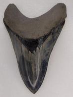 Megalodon - Fossiele tand - 13 cm - 8.7 cm, Collections, Minéraux & Fossiles