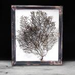 Frame met echte bruine gorgonen Taxidermie wandmontage -
