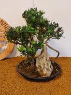 Boeddha-den bonsai (Podocarpus macrophyllus) - Hoogte