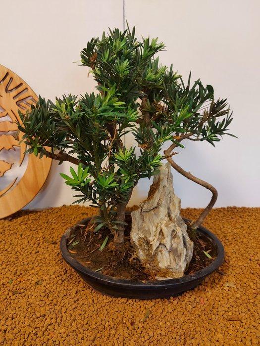 Boeddha-den bonsai (Podocarpus macrophyllus) - Hoogte, Antiek en Kunst, Curiosa en Brocante