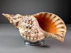 Tritons trompetzeeslak schelp Skelet - Charonia tritonis -, Verzamelen, Nieuw