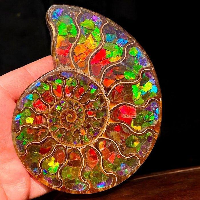 Cleoniceras ammoniet met Ammoliet – Een uniek meesterwerk, Verzamelen, Mineralen en Fossielen