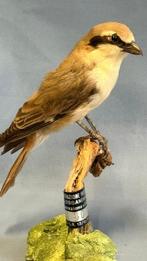 Averla codirossa Taxidermie volledige montage - Lanius, Nieuw