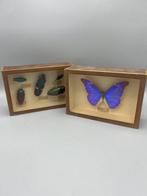 Papillon Support mural pour taxidermie - Morpho Rethenor -