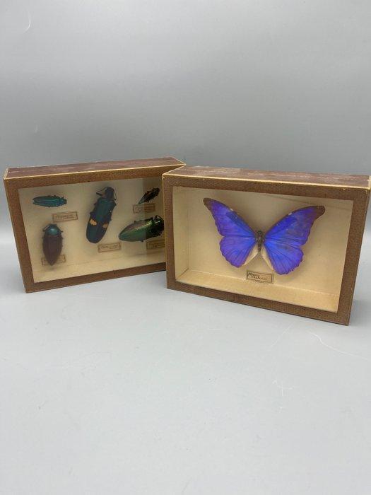 Papillon Support mural pour taxidermie - Morpho Rethenor -, Collections, Collections Animaux