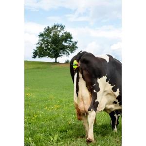 Moocall détecteur de vêlage, Articles professionnels, Agriculture | Aliments pour bétail