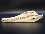 Nijlkrokodil Schedel - Crocodylus niloticus - 6.5 cm - 10 cm, Nieuw