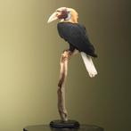 Papoea-Jaarvogel Taxidermie Opgezette Dieren By Max, Verzamelen, Dierenverzamelingen, Ophalen of Verzenden, Nieuw, Vogel, Opgezet dier