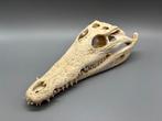 Nijlkrokodil Schedel - Crocodylus niloticus - 8 cm - 14 cm -, Collections, Collections Animaux