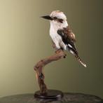 Kookaburra Taxidermie Opgezette Dieren By Max, Verzamelen, Ophalen of Verzenden, Nieuw, Vogel, Opgezet dier