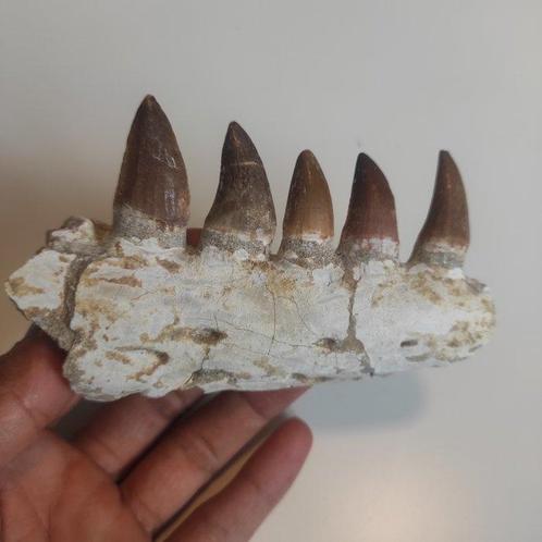 Zeereptiel - Gefossiliseerde kaak - Mosasaurus - 13 cm - 8, Verzamelen, Mineralen en Fossielen