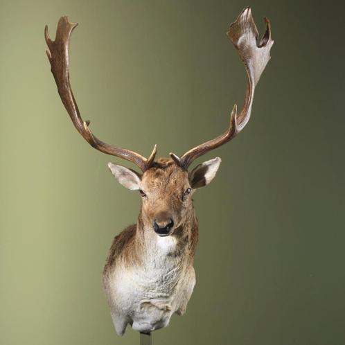 Damhert Taxidermie Opgezette Dieren By Max, Verzamelen, Dierenverzamelingen, Opgezet dier, Nieuw, Wild dier, Ophalen of Verzenden