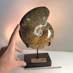 Geen minimumprijs - Gefossiliseerde schelp - Ammonite -, Verzamelen, Mineralen en Fossielen