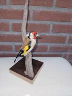 Noorse Putter Taxidermie volledige montage - Carduelis, Nieuw