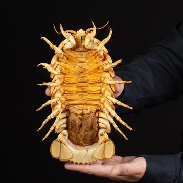 Bathynomus giganteus Support de corps entier pour taxidermie