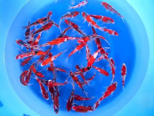 Kanno 13-16cm  Goshiki mix (Japanse Koi), Tuin en Terras, Vijvers, Nieuw, Ophalen of Verzenden