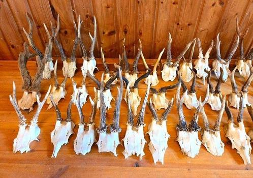 Reebok Taxidermie wandmontage - Capreolus capreolus - 20 cm, Verzamelen, Dierenverzamelingen