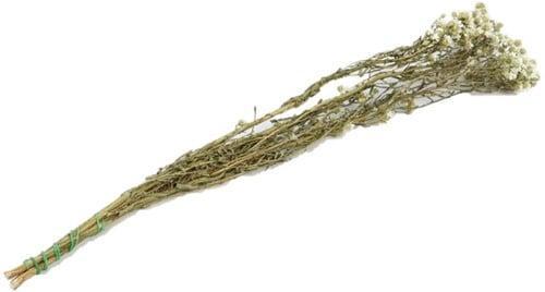 Ixodia tak droogbloem 70 cm per stuk, Huis en Inrichting, Woonaccessoires | Kunstplanten en Kunstbloemen, Nieuw