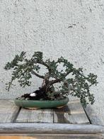 Vuurdoorn bonsai (Pyracantha) - Hoogte (boom): 18 cm -