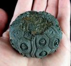 Indrukwekkende zee-egel!!! - Uitzonderlijke grootte in deze, Verzamelen, Mineralen en Fossielen