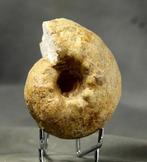 Ammoniet - Gefossiliseerd dier - Orthaspidoceras, Verzamelen, Mineralen en Fossielen