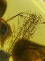 Barnsteen - feather in amber - 17.3 mm - 13.3 mm, Verzamelen, Mineralen en Fossielen