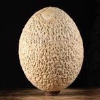 Œuf doiseau éléphant Œuf - Aepyornis Maximus - 295 mm - 244, Collections