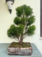 cipressen bonsai - Hoogte (boom): 105 cm - Diepte (boom): 76