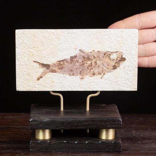 Een Moderne Wunderkammer - Fossiel fragment - Knightia, Verzamelen, Dierenverzamelingen