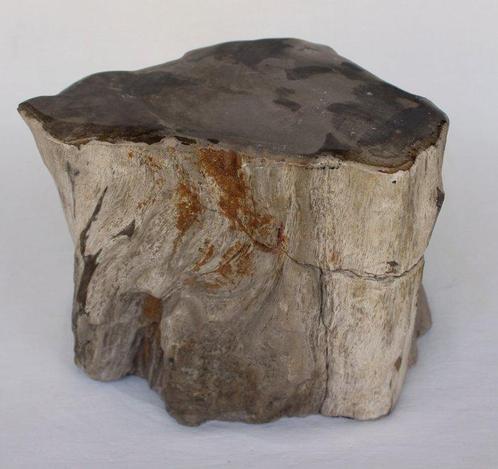 branche partiellement polie - bois pétrifié - Unknown, Antiquités & Art, Antiquités | Autres Antiquités