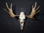 Large Northern Elk/Moose Schedel - Alces alces - 44 cm - 100, Verzamelen, Dierenverzamelingen, Nieuw