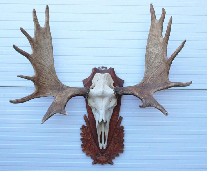 Grote VERZAMELING GEWEIEN en HOORNS - OPGEZETTE KOPPEN, Verzamelen, Dierenverzamelingen, Gewei of Kop, Zo goed als nieuw, Wild dier