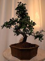 Bonsaï Orme de Chine (Ulmus parviflora) - Hauteur (arbre) :