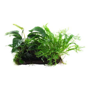 Microsorum - Anubias Duet op hout, Animaux & Accessoires, Poissons | Aquariums & Accessoires, Envoi