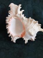Koraal Zeeschelp - Murex Ramosus (Zonder minimumprijs)