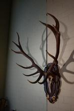 Large Red Stag - head-mount on shield - Taxidermie, Verzamelen, Dierenverzamelingen, Nieuw