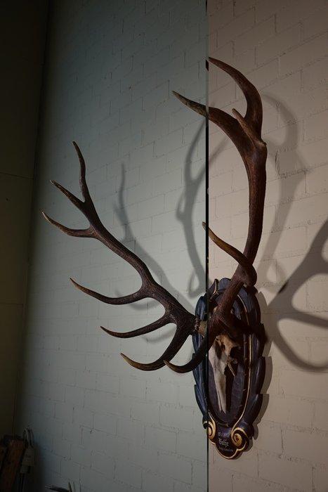 Large Red Stag - head-mount on shield - Taxidermie, Verzamelen, Dierenverzamelingen