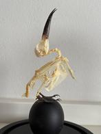 Bijeneter Taxidermie volledige montage - Merops philippinus, Nieuw