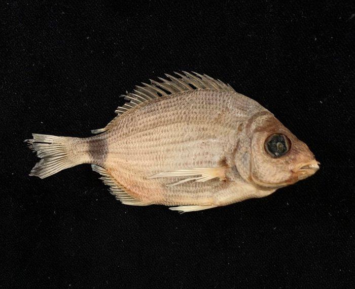 Ongewone partij abysale vissen. Taxidermie volledige montage, Verzamelen, Dierenverzamelingen