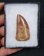 Dinosaurus - Fossiele tand - Carcharodontosaurus saharicus, Verzamelen, Mineralen en Fossielen