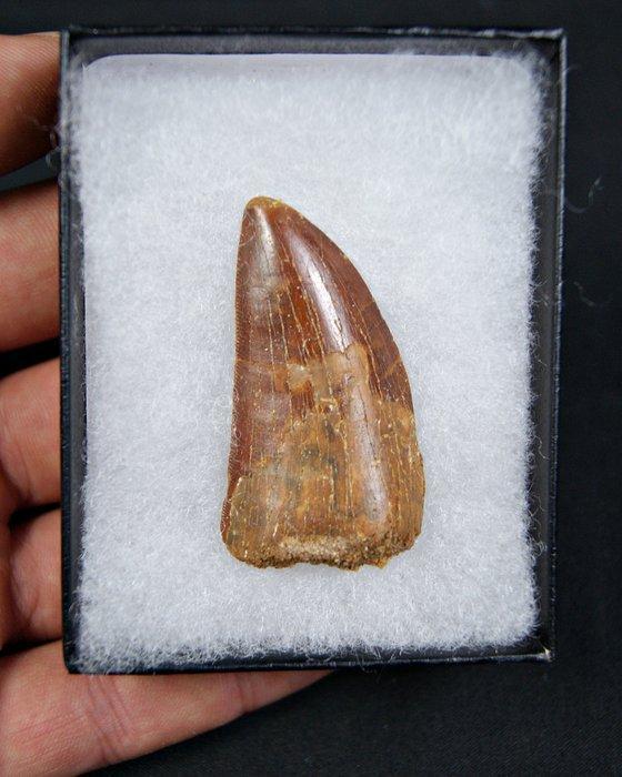 Dinosaurus - Fossiele tand - Carcharodontosaurus saharicus, Verzamelen, Mineralen en Fossielen