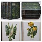 F. Edward Hulme - Familiar Wild Flowers (Complete 8 Series, Antiek en Kunst