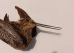 Beccaccino Taxidermie volledige montage - Gallinago, Verzamelen, Nieuw