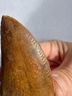 Dinosaurus - Fossiele tand - carcharodontosaurus saharicus -, Verzamelen