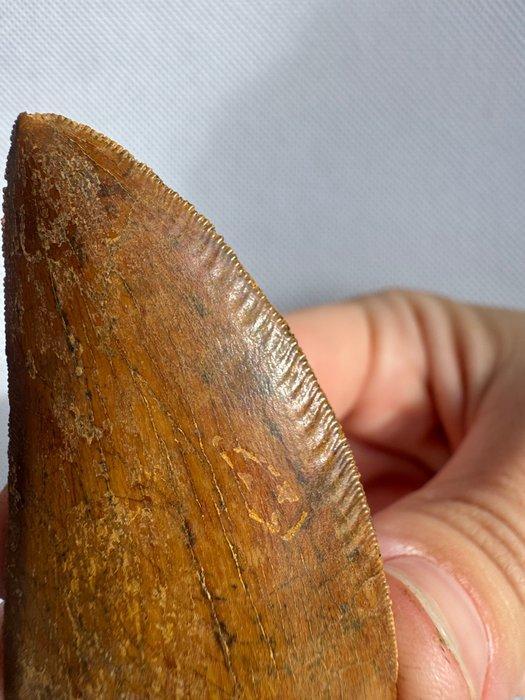 Dinosaurus - Fossiele tand - carcharodontosaurus saharicus -, Verzamelen, Mineralen en Fossielen