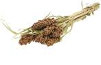 Sorghum SB aren pluimen Natural Groen, Huis en Inrichting, Nieuw