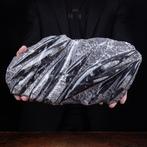 Fossiele specimens - perfecte omstandigheden - Fossiel, Verzamelen