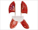 Anatomisch model longen ST-ATM 81, Verzenden, Nieuw