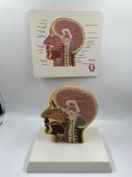 Lesmateriaal - Anatomical models half cut human skull -, Antiek en Kunst
